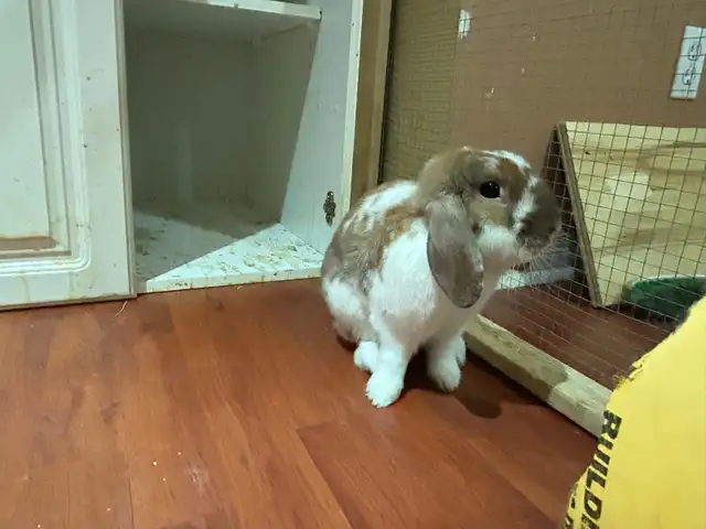 Rabbit for sale - Photo 7