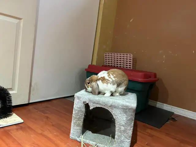 Rabbit for sale - Photo 8