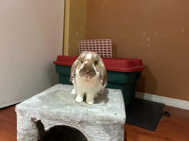 Rabbit for sale - Photo 9