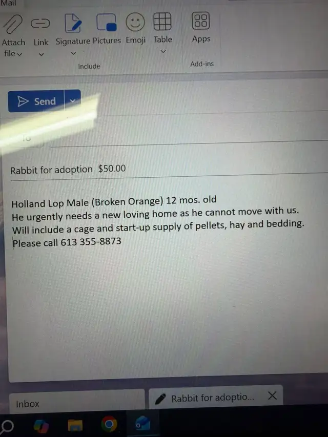 Rabbit for sale - Photo 10