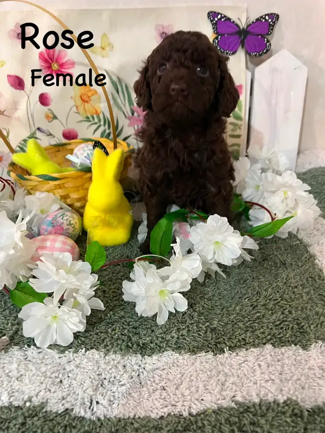 POODLE PUPS IN TIME FOR EASTER
