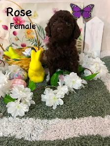 POODLE PUPS IN TIME FOR EASTER