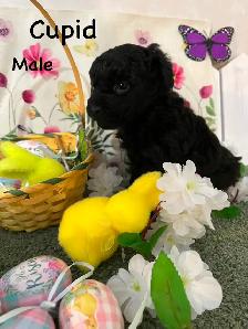 POODLE PUPS IN TIME FOR EASTER - Photo 2