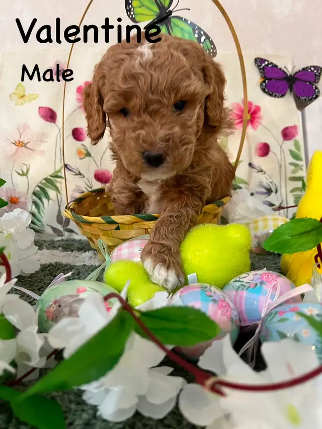 POODLE PUPS IN TIME FOR EASTER - Photo 3