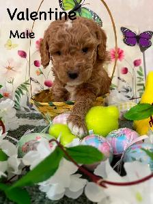 POODLE PUPS IN TIME FOR EASTER - Photo 3