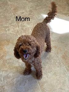 POODLE PUPS IN TIME FOR EASTER - Photo 4