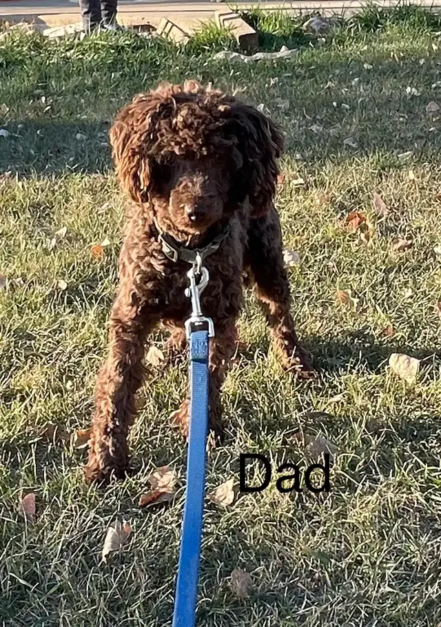 POODLE PUPS IN TIME FOR EASTER - Photo 5