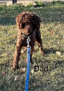 POODLE PUPS IN TIME FOR EASTER - Photo 5