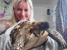 leopard Hatchlings born yesterday