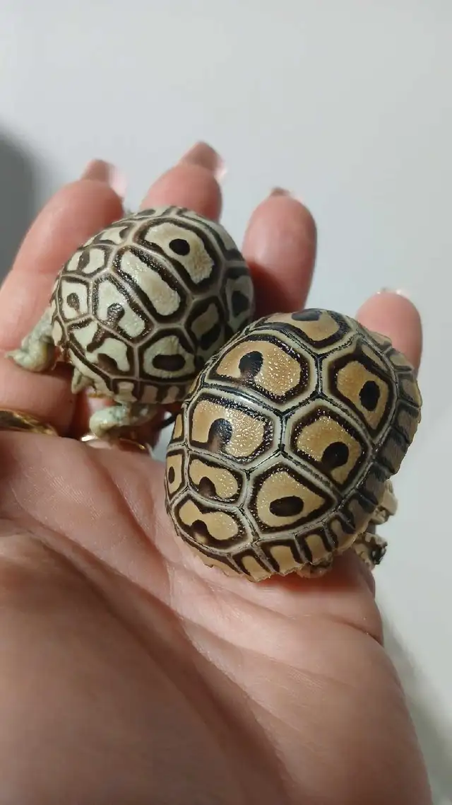 leopard Hatchlings born yesterday - Photo 2