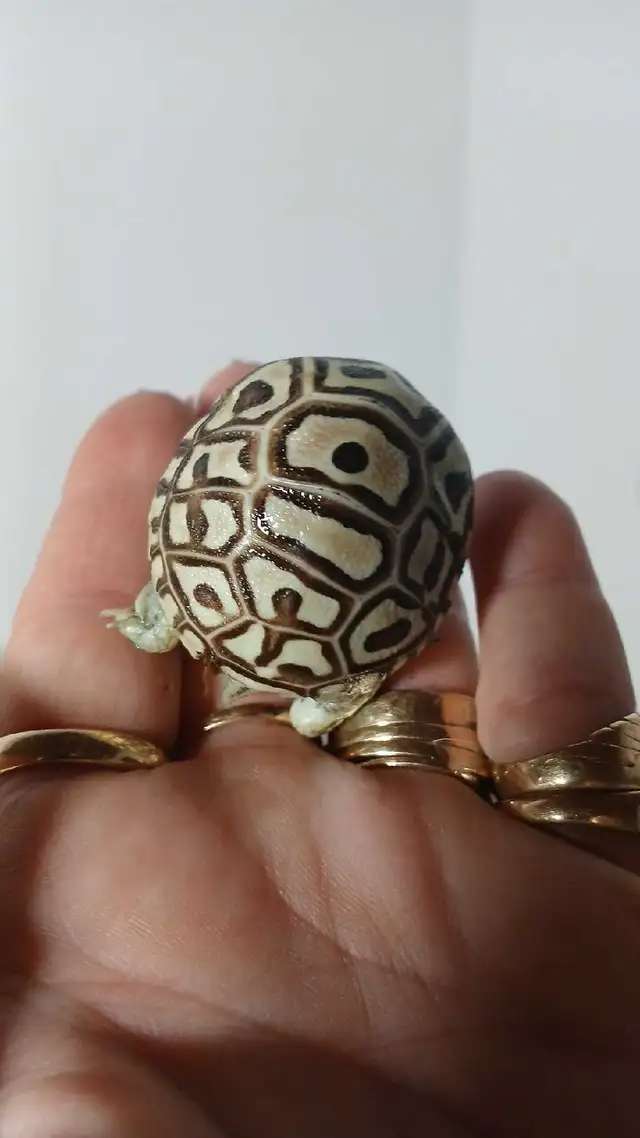 leopard Hatchlings born yesterday - Photo 3