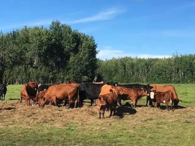 In search of pasture for cattle near Salmon Arm