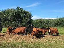 In search of pasture for cattle near Salmon Arm
