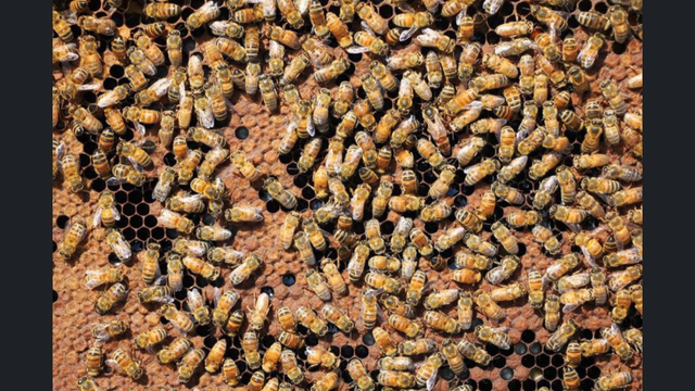 Intro to Beekeeping Course - Photo 2