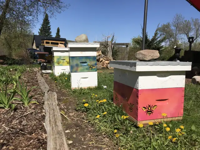 Intro to Beekeeping Course - Photo 5