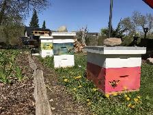 Intro to Beekeeping Course - Photo 5