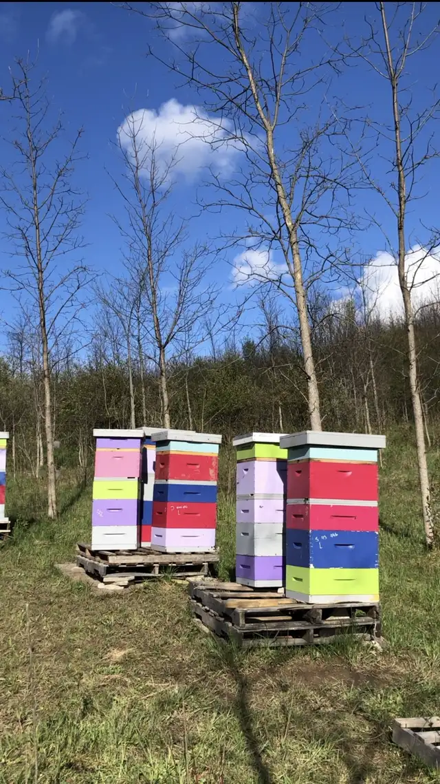 Intro to Beekeeping Course - Photo 9