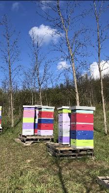 Intro to Beekeeping Course - Photo 9