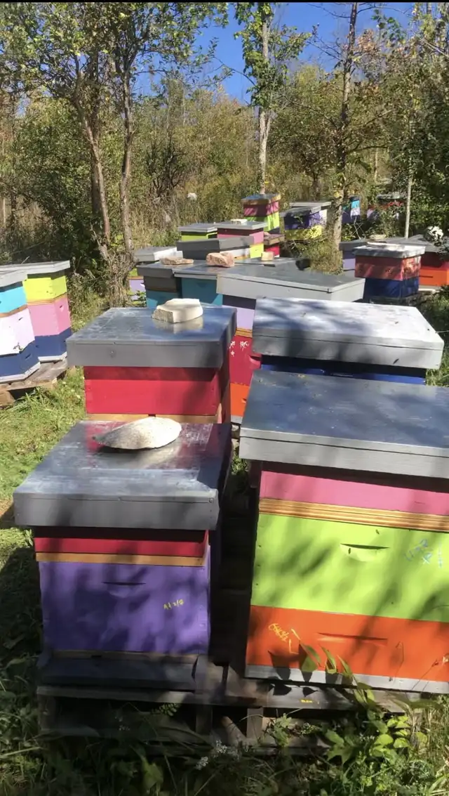 Intro to Beekeeping Course - Photo 10