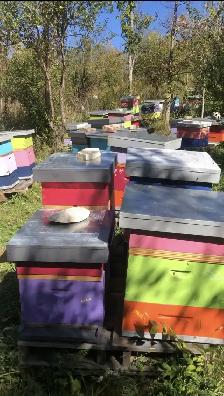 Intro to Beekeeping Course - Photo 10
