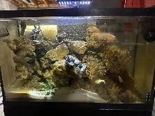 Aquariums/Accessories/Heaters/Filters/Live Rock