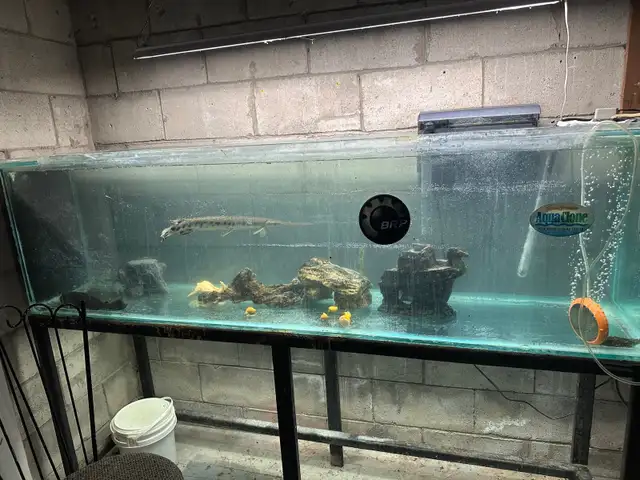 Aquariums/Accessories/Heaters/Filters/Live Rock - Photo 6