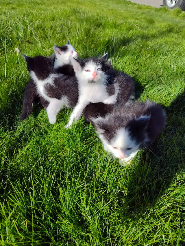 Cute playful kittens