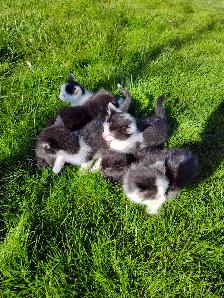 Cute playful kittens - Photo 2