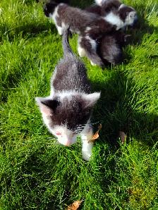 Cute playful kittens - Photo 3