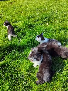 Cute playful kittens - Photo 4