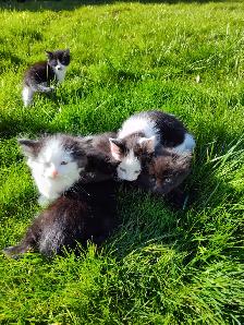 Cute playful kittens - Photo 5