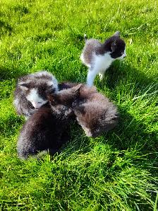 Cute playful kittens - Photo 6