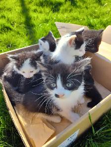 Cute playful kittens - Photo 7