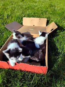 Cute playful kittens - Photo 8