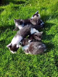 Cute playful kittens - Photo 9