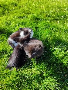 Cute playful kittens - Photo 10