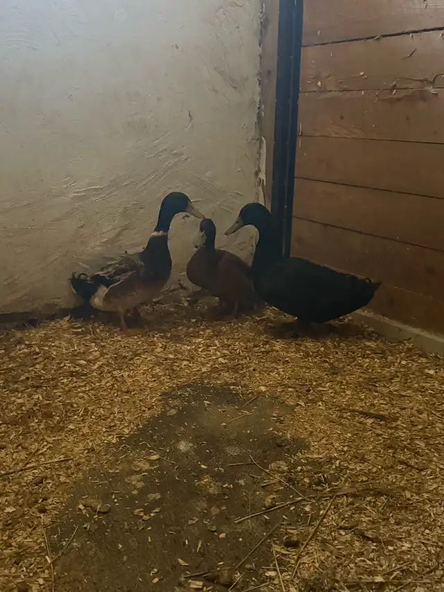 Indian runner ducks for sale
