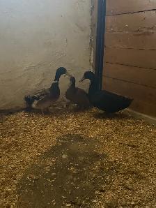 Indian runner ducks for sale
