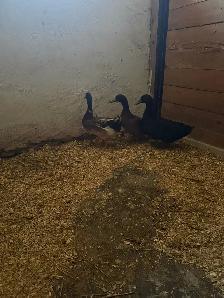 Indian runner ducks for sale - Photo 2