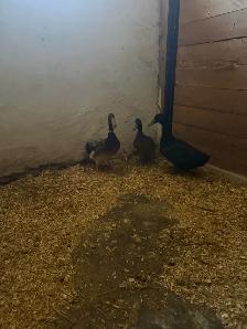 Indian runner ducks for sale - Photo 3