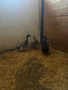 Indian runner ducks for sale - Photo 4