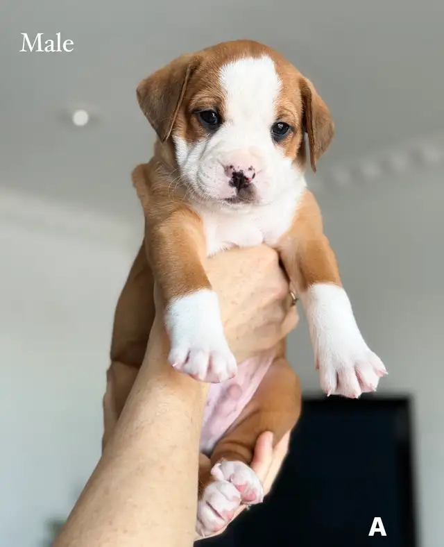 8 chiots mélange bouledogue anglais Colle à l'adoption