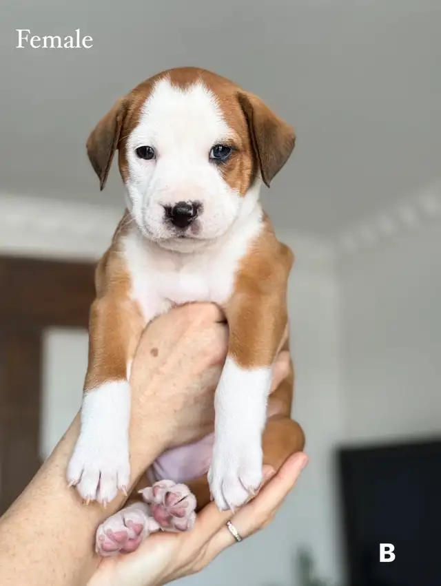 8 chiots mélange bouledogue anglais Colle à l'adoption - Photo 2