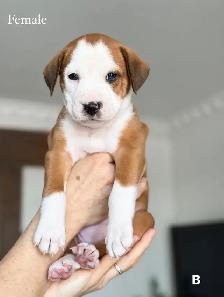 8 chiots mélange bouledogue anglais Colle à l'adoption - Photo 2