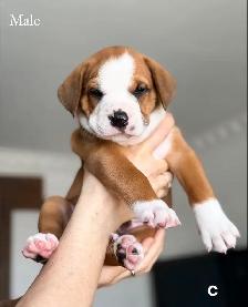 8 chiots mélange bouledogue anglais Colle à l'adoption - Photo 3