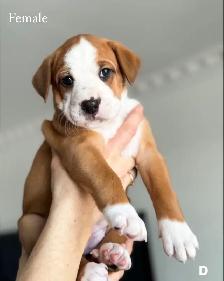 8 chiots mélange bouledogue anglais Colle à l'adoption - Photo 4