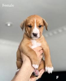 8 chiots mélange bouledogue anglais Colle à l'adoption - Photo 5