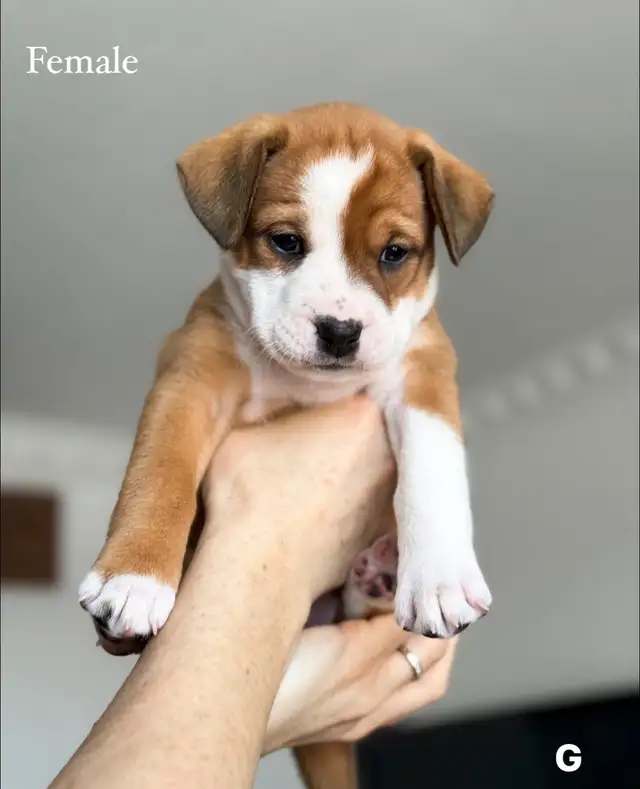 8 chiots mélange bouledogue anglais Colle à l'adoption - Photo 6