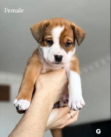 8 chiots mélange bouledogue anglais Colle à l'adoption - Photo 6