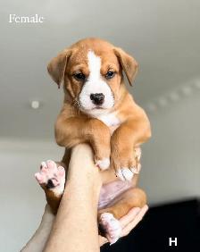 8 chiots mélange bouledogue anglais Colle à l'adoption - Photo 7